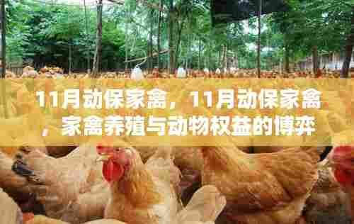 11月动保家禽,家禽养殖与动物权益的较量