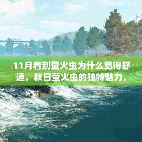 秋日萤火虫的独特魅力,为何在11月遇见它们会感到舒适?