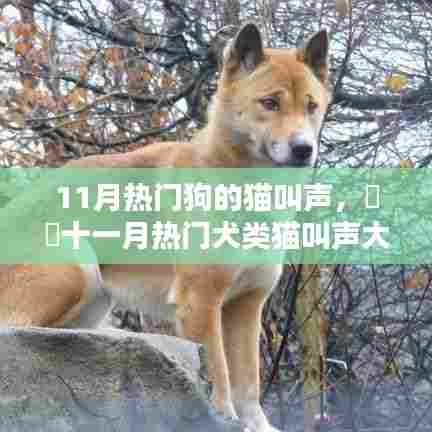 十一月热门犬类猫叫声大解密,萌宠之声在小红书风靡