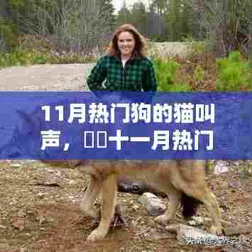 十一月热门犬类猫叫声大解密,萌宠之声在小红书风靡