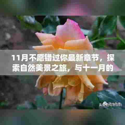 十一月不舍告别，最新章节下的自然美景探索之旅，寻找内心的宁静与平和