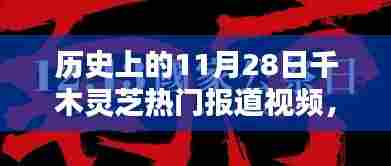 揭秘历史上的千木灵芝,揭秘重大报道视频回顾十一月二十八日热门报道视频