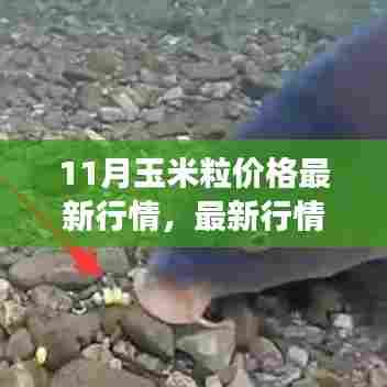11月玉米粒价格走势揭秘，最新行情解析与市场波动背后的原因