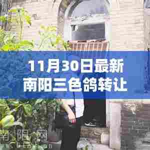 南阳三色鸽转让记,鸽缘、友情与家的温暖传递