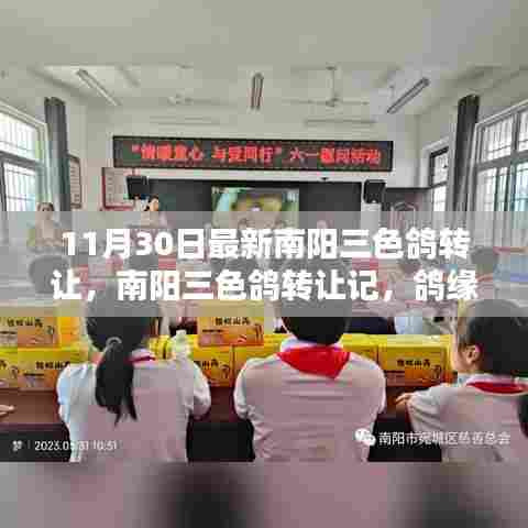 南阳三色鸽转让记,鸽缘、友情与家的温暖传递