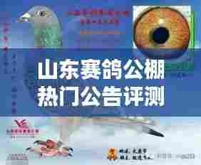 山东赛鸽公棚热门公告评测揭秘，公棚特性与独特体验探索