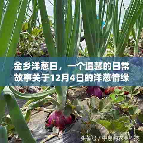 金乡洋葱日,温馨的日常故事与洋葱情缘的邂逅