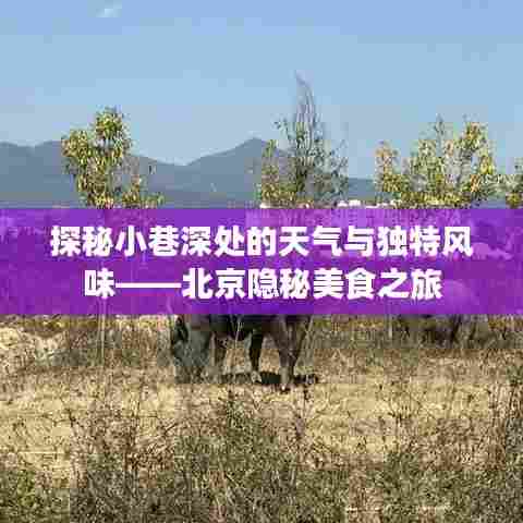 北京小巷深处的天气与美食探秘,隐秘美食之旅