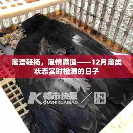 禽语轻扬,温情满溢——禽类实时检测记录温情时光