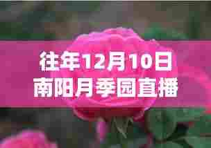 窥探月季魅力，南阳月季园直播回顾与数字时代的文化传播