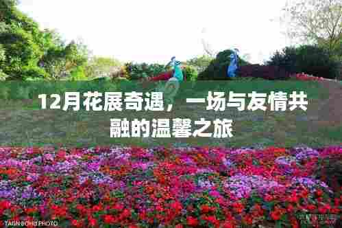 12月花展之旅,友情与温馨的交融盛宴