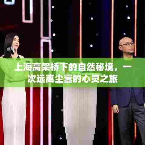 上海高架桥下隐秘的自然秘境,心灵逃离喧嚣之旅