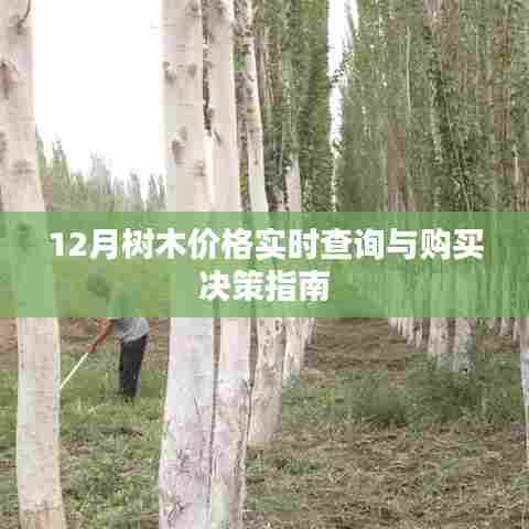 12月树木价格查询与购买决策指南