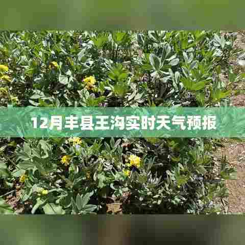 丰县王沟最新天气预报（实时更新）