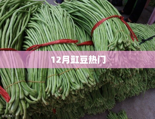 冬季豇豆热门资讯大揭秘!