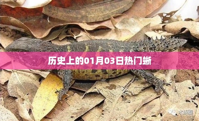 历史上的热门蜥，一月三日揭秘