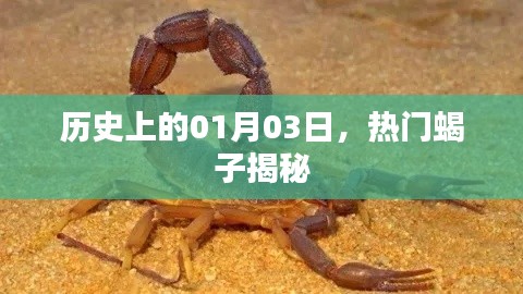 揭秘热门蝎子背后的故事，历史上的那些日子