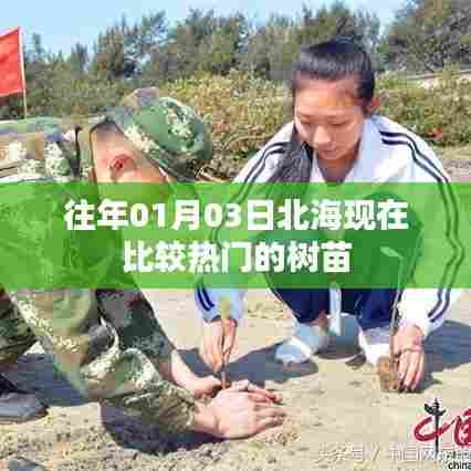 北海热门树苗选购指南