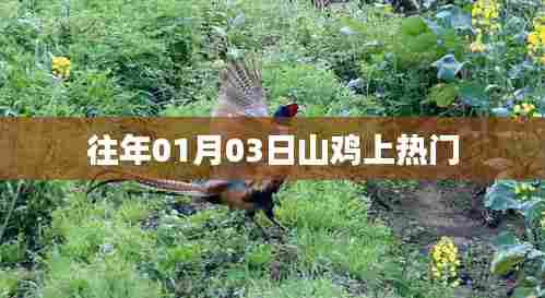 山鸡成为热门话题，时间回溯至往年一月三日