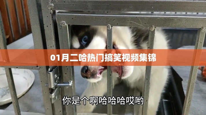 『精选搞笑视频，一月份二哈欢乐集锦』