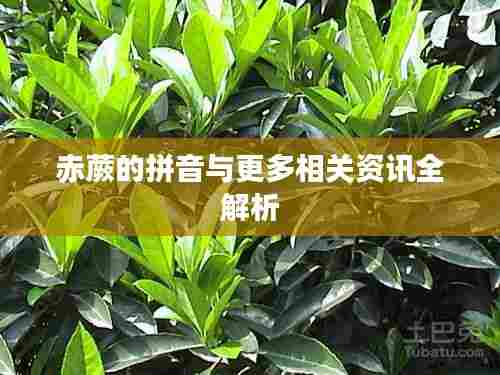 赤蕨的拼音与更多相关资讯全解析