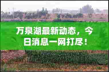 万泉湖最新动态,今日消息一网打尽!
