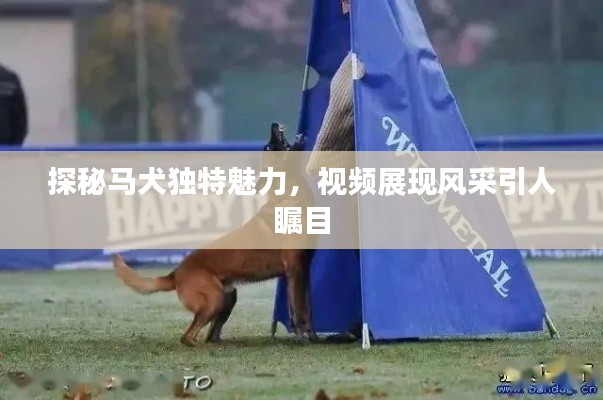 探秘马犬独特魅力，视频展现风采引人瞩目