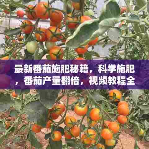 最新番茄施肥秘籍，科学施肥，番茄产量翻倍，视频教程全攻略！