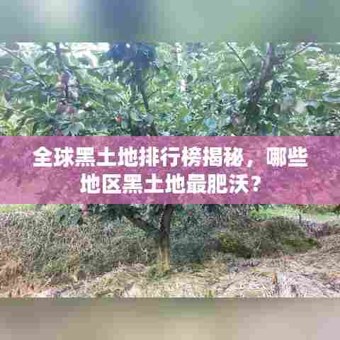 全球黑土地排行榜揭秘,哪些地区黑土地最肥沃?